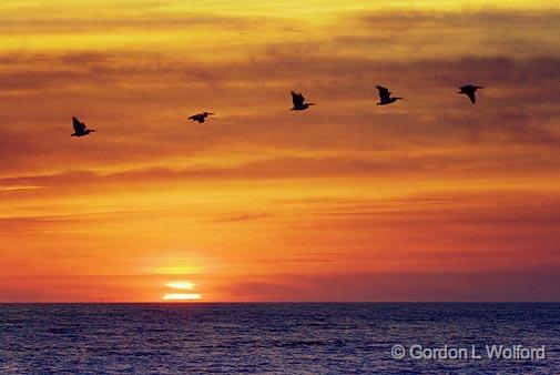 White Pelicans In Sunrise_36225.jpg - American White Pelican (Pelecanus erythrorhynchos)Photographed along the Gulf coast near Port Lavaca, Texas, USA.